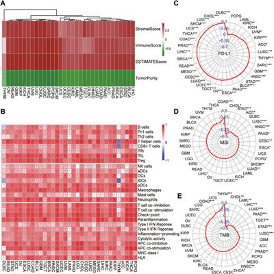 Ferroptosis Associates With Diagnosis and Prognosis by Promoting Antitumor Immune Response in Melanoma